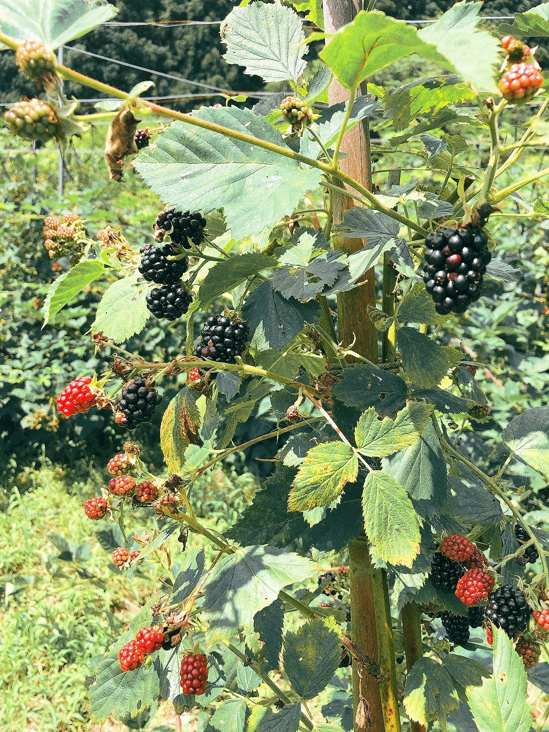 ブラックベリーについて | 菓子工房エスポワール 